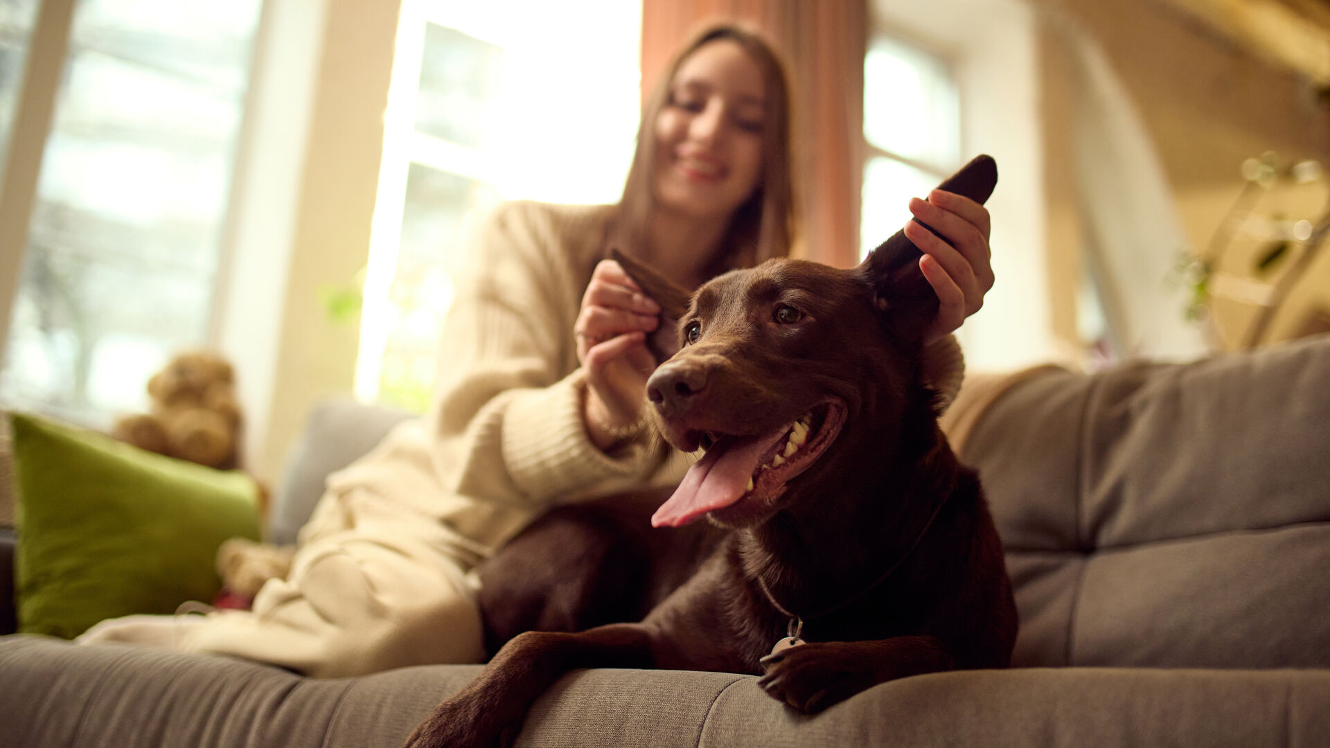 A dog relaxing on a sofa while being groomed at home
